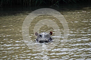 Hippo at the Isimangaliso wetland park, South Africa photo