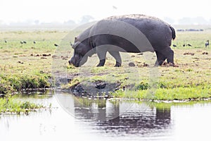 Hippo on island in Chobe River