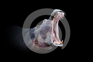 Hippo isolated on black background