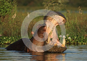 Hipopótamo su boca abrir 