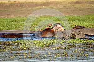 Hippo with its mouth open in the Chobe River