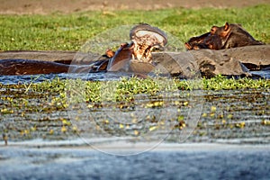 Hippo with its mouth open in the Chobe River