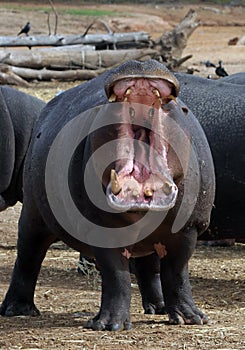 Hippo jaws photo