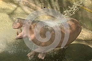 Hippo joyfully play with water