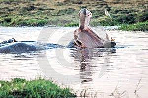 Hippo in the Kafue National Park in Zambia