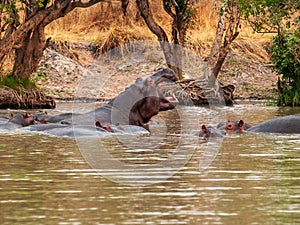 Hippo on the Kafue river, Zambia