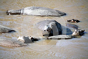 Hippo (Kenya)