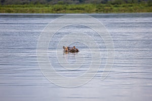 Hippo in Lake Akagera