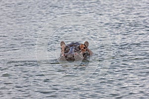 Hippo in Lake Akagera