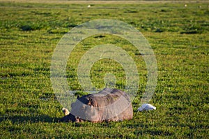 Hippo in the lake in the Amboseli marshes, Kenya, Africa