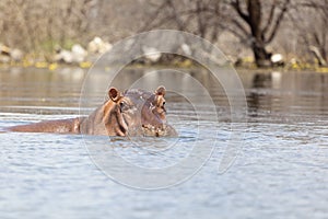 Hippo at Lake Baringo, Kenya