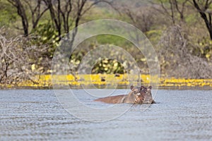 Hippo at Lake Baringo, Kenya