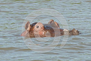 Hippo, Lake Chamo, Ethiopia, Africa photo