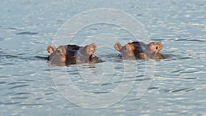 Hippo, Lake Chamo, Ethiopia, Africa photo
