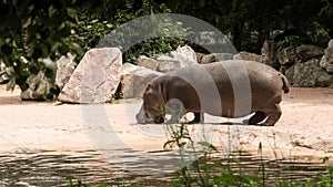 Hippo in Le Cornell animal park photo