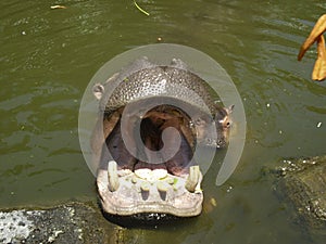 Hippo looks out of the water, open mouth, closeup and little Hippo