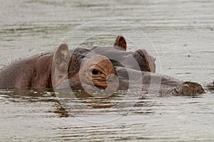 Hippo lounging in a waterhole at dusk