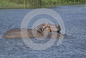 Hippo Love