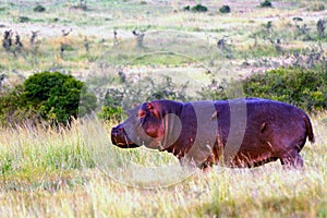 Hippo, Maasai Mara Game Reserve, Kenya