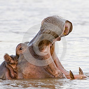 Hippo in Mara river Kenya