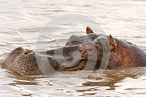 Hippo in Mara river Kenya