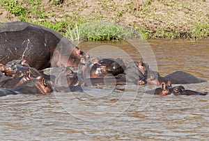 Hippo in the Mara River, Kenya