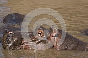 Hippo in Masai Mara