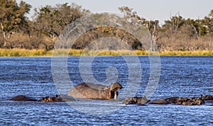 Hippo moaning surrounded by hippos, Moremi Game Reserve, Okovango Delta, Botswana photo