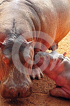 Hippo mother and baby