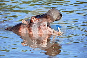 Hippo with mouth open in river. Serengeti, Tanzania, Africa