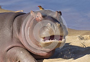 Hippo with mouth open, South Africa