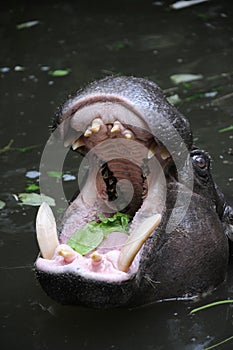 hippo with mouth opened wide