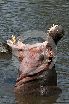 Hippo Mouth Wide Open in Africa