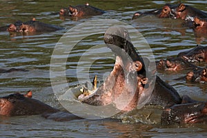 Hippo Mouth Wide Open in Africa