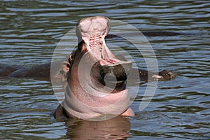 Hippo Mouth Wide Open in Africa