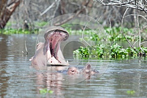Hippo with mouth wide open