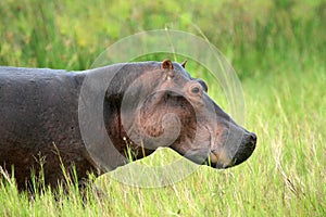 Hippo - Murchison Falls NP, Uganda, Africa