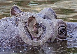 Hippo in a murky green water photo