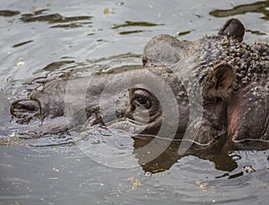 Hippo in a murky green water