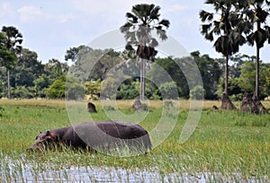 Hippo in a National Park in Africa