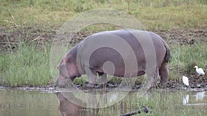 Hippo next to a waterpool