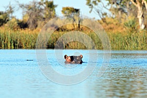 Hippo in the Okavango delta, Botswana