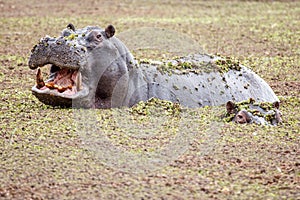 Hippo - Okavango Delta - Moremi N.P.