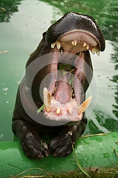 Hippo with open jaws photo