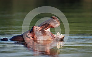 Hippo with open mouth