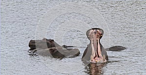 Hippo with open mouth