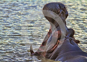 Hippo with open mouth against a nice background