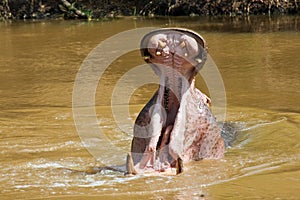 Hippo with open mouth in Katavi National Park photo