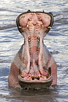 Hippo with open mouth, Masai Mara, Kenya