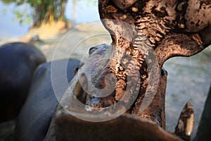 Hippo with open mouth, Paya Indah Wetlands, Malaysia photo